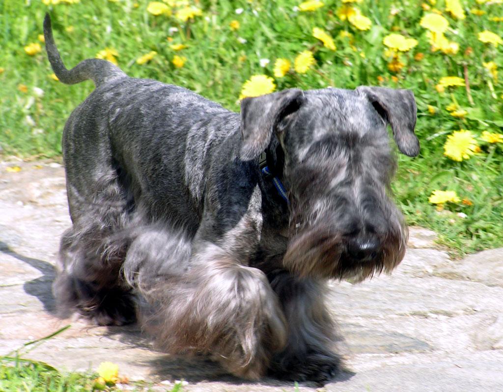 Чешский терьер на прогулке