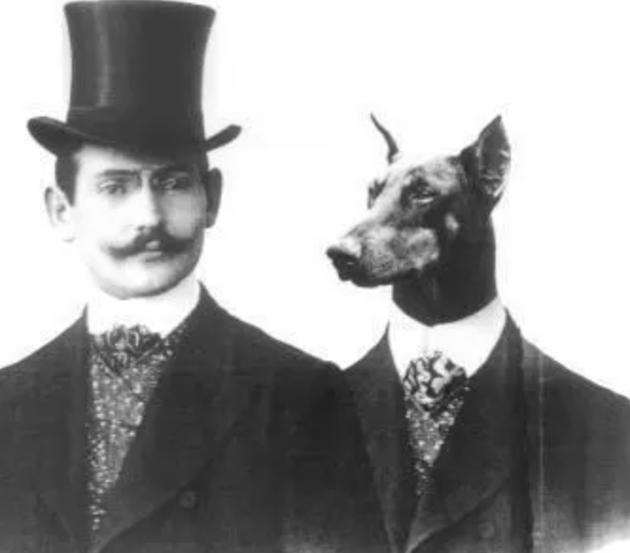 Доберман плюсы и минусы: характеристики, отзывы владельцев