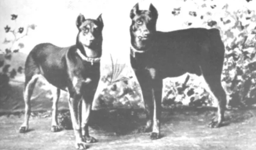 Доберман плюсы и минусы: характеристики, отзывы владельцев