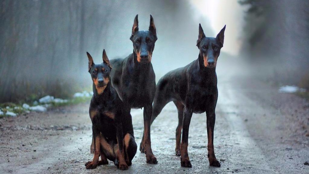 Доберман плюсы и минусы: характеристики, отзывы владельцев
