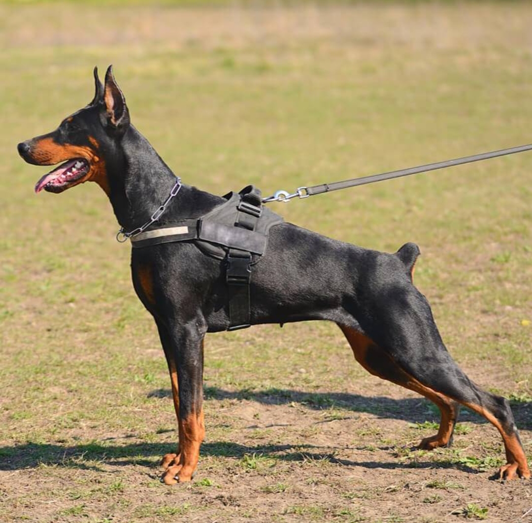 Доберман плюсы и минусы: характеристики, отзывы владельцев