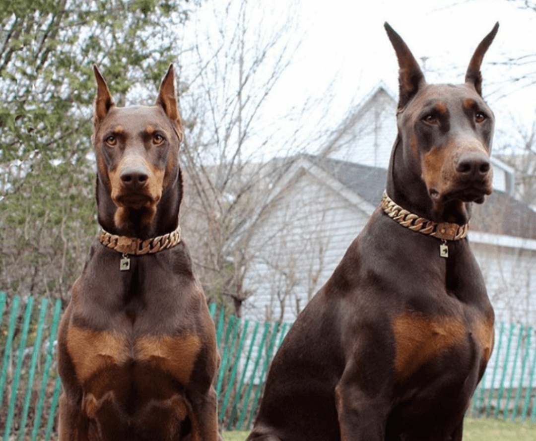 Доберман плюсы и минусы: характеристики, отзывы владельцев