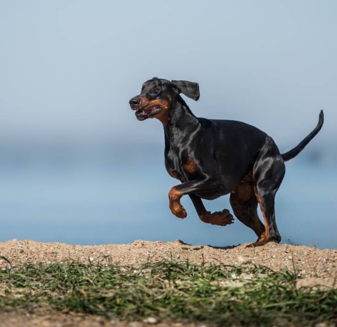 Доберман плюсы и минусы: характеристики, отзывы владельцев