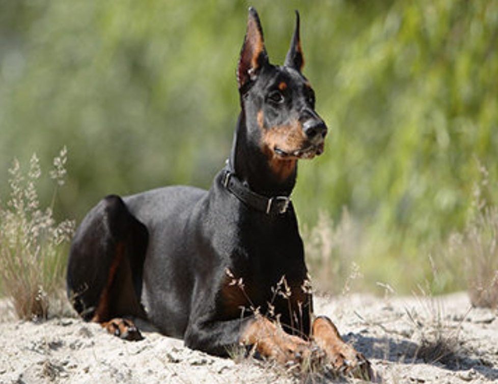 Доберман плюсы и минусы: характеристики, отзывы владельцев