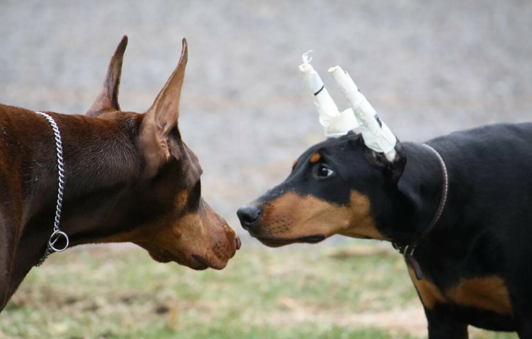 Доберман плюсы и минусы: характеристики, отзывы владельцев