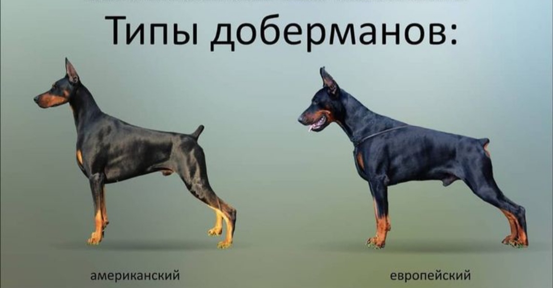 Доберман плюсы и минусы: характеристики, отзывы владельцев