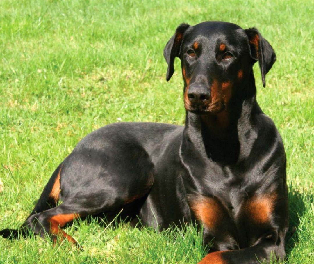 Доберман плюсы и минусы: характеристики, отзывы владельцев