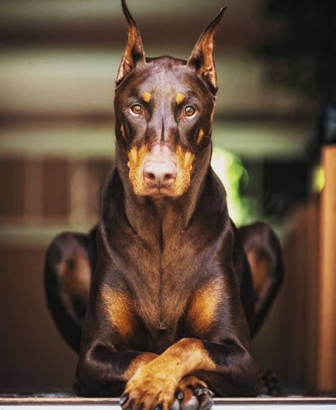 Доберман плюсы и минусы: характеристики, отзывы владельцев