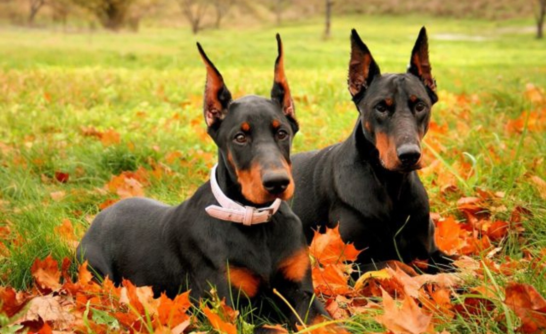 Доберман плюсы и минусы: характеристики, отзывы владельцев
