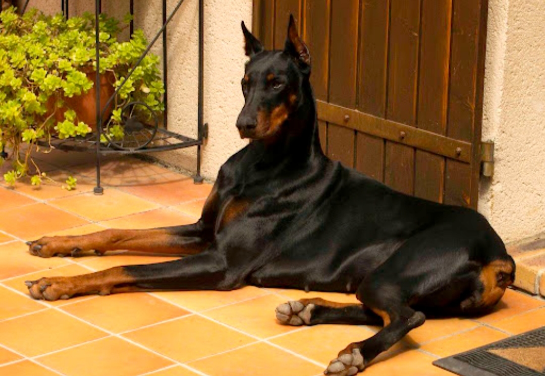 Доберман плюсы и минусы: характеристики, отзывы владельцев