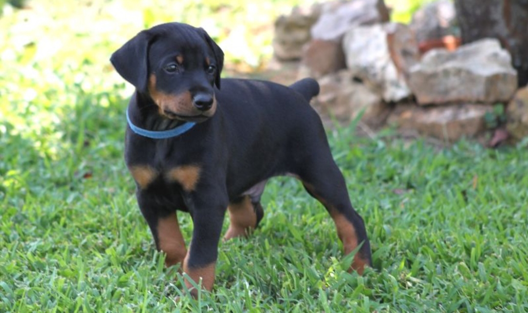 Доберман плюсы и минусы: характеристики, отзывы владельцев