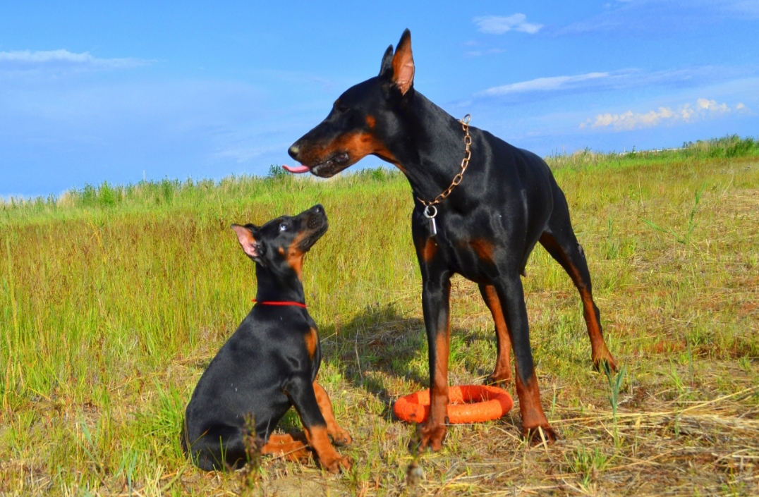 Доберман плюсы и минусы: характеристики, отзывы владельцев