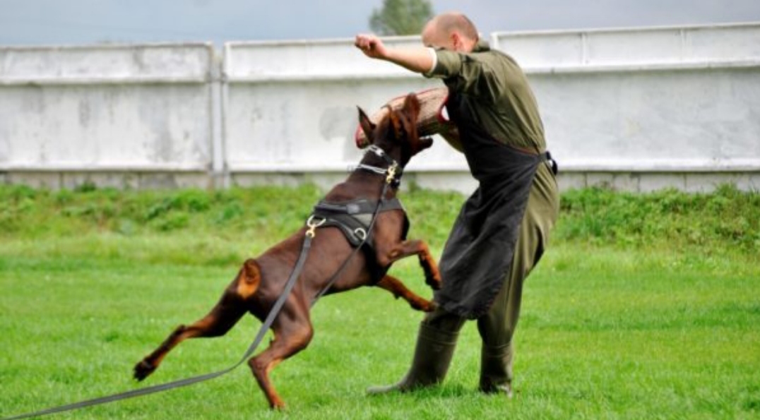 Доберман плюсы и минусы: характеристики, отзывы владельцев