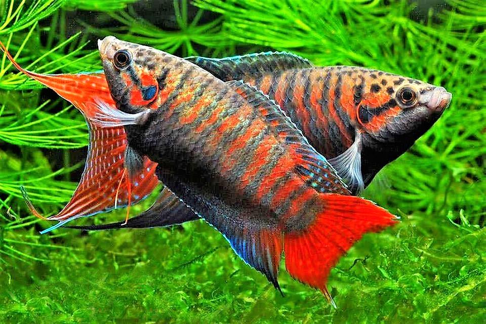 Рейтинг самых красивых рыбок с названиями и фото Рейтинг самых красивых рыбок с названиями и фото