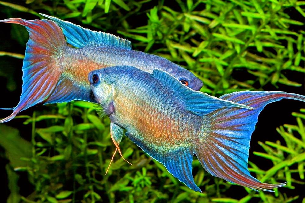 Рейтинг самых красивых рыбок с названиями и фото Рейтинг самых красивых рыбок с названиями и фото