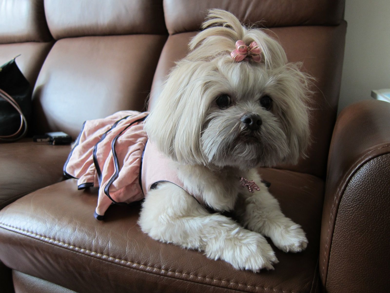 Ши-тцу - порода собаки: описание породы, как выбрать щенка