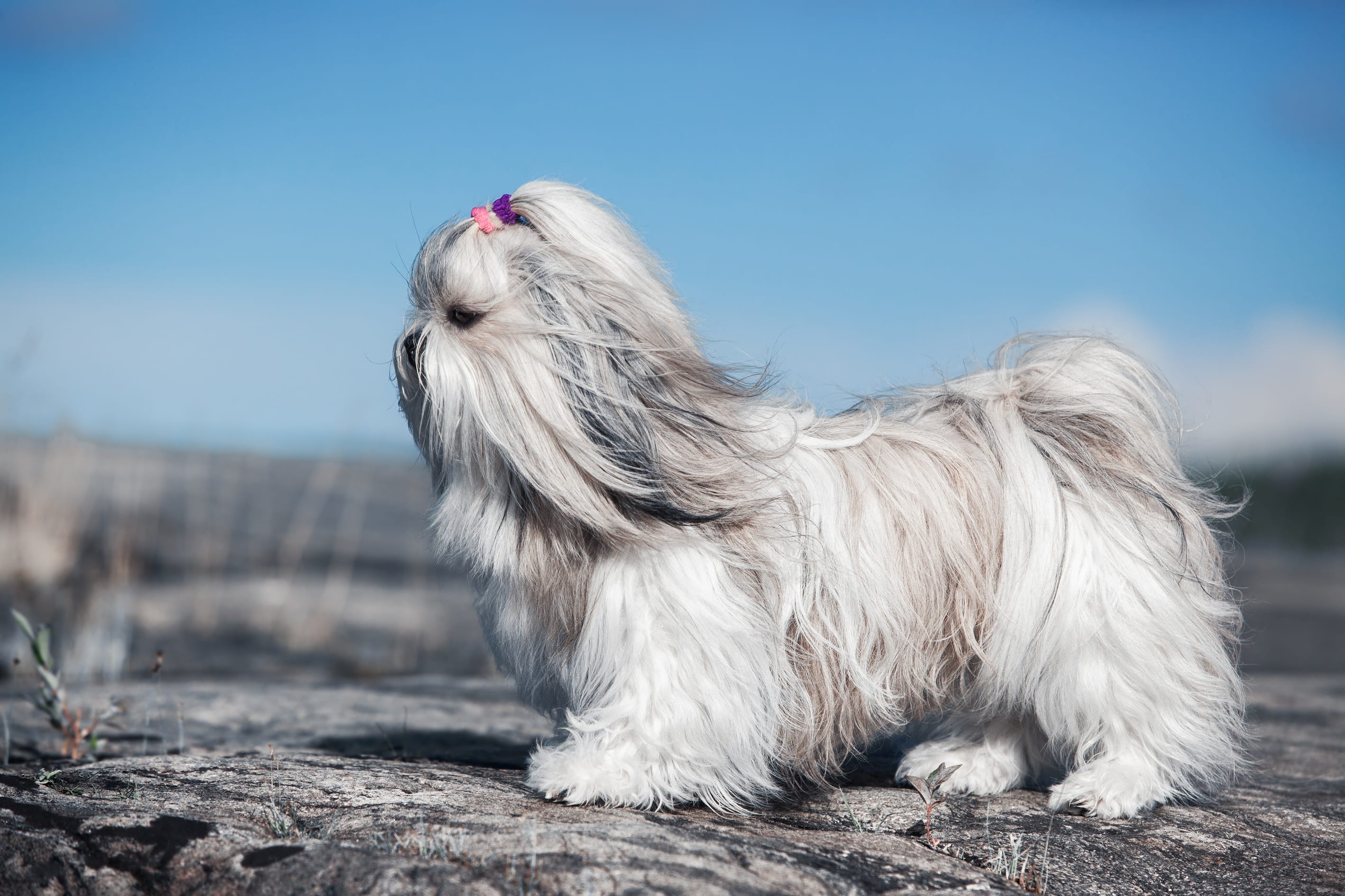 Ши-тцу - порода собаки: описание породы, как выбрать щенка