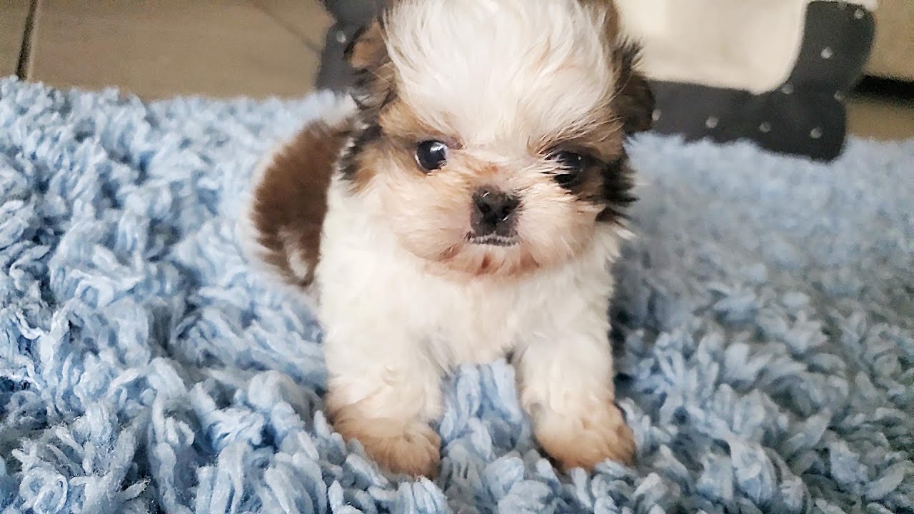 Ши-тцу - порода собаки: описание породы, как выбрать щенка