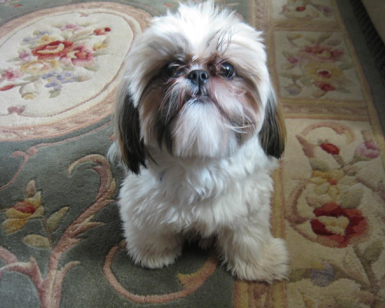 Ши-тцу - порода собаки: описание породы, как выбрать щенка