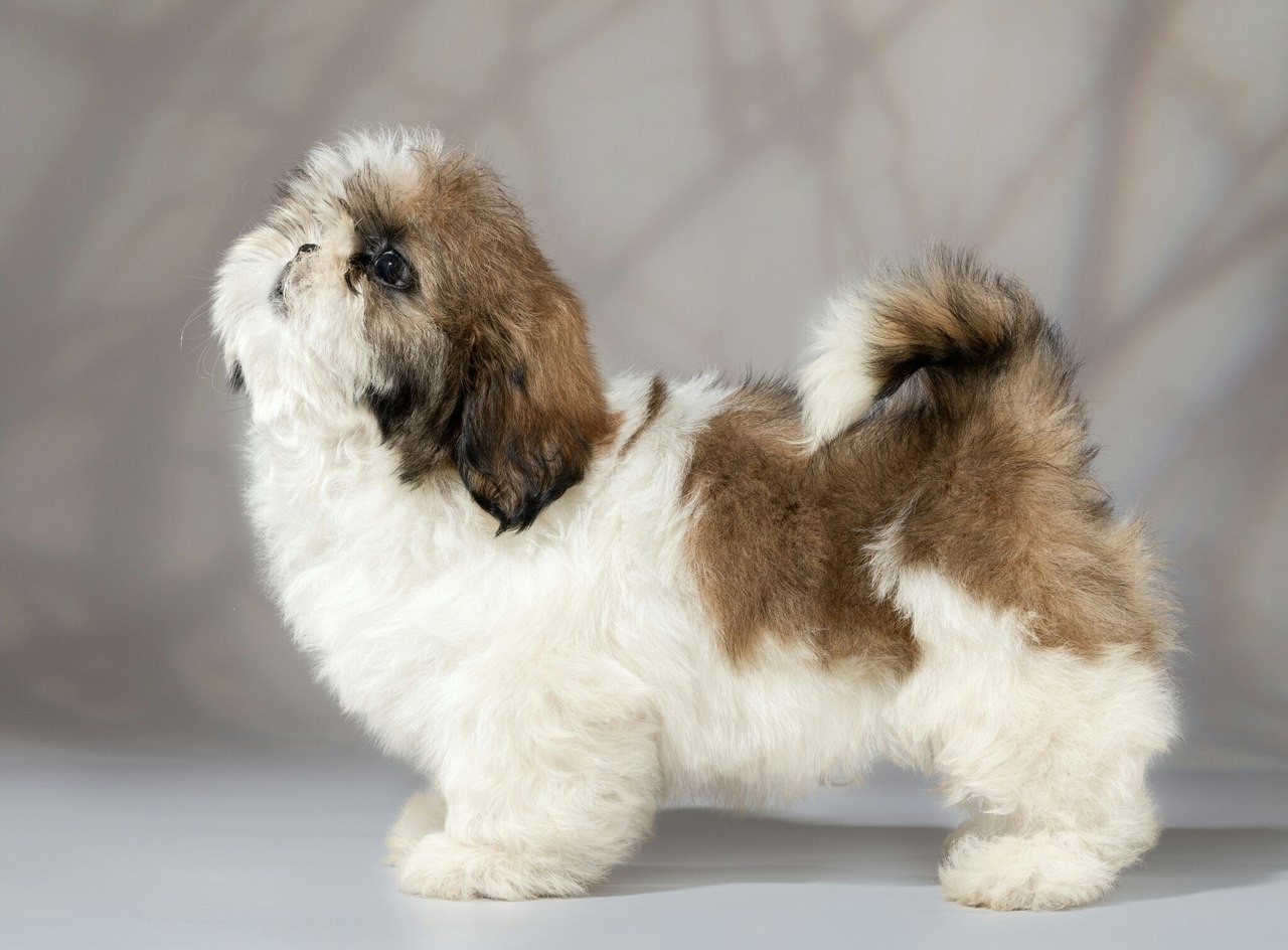 Ши-тцу - порода собаки: описание породы, как выбрать щенка