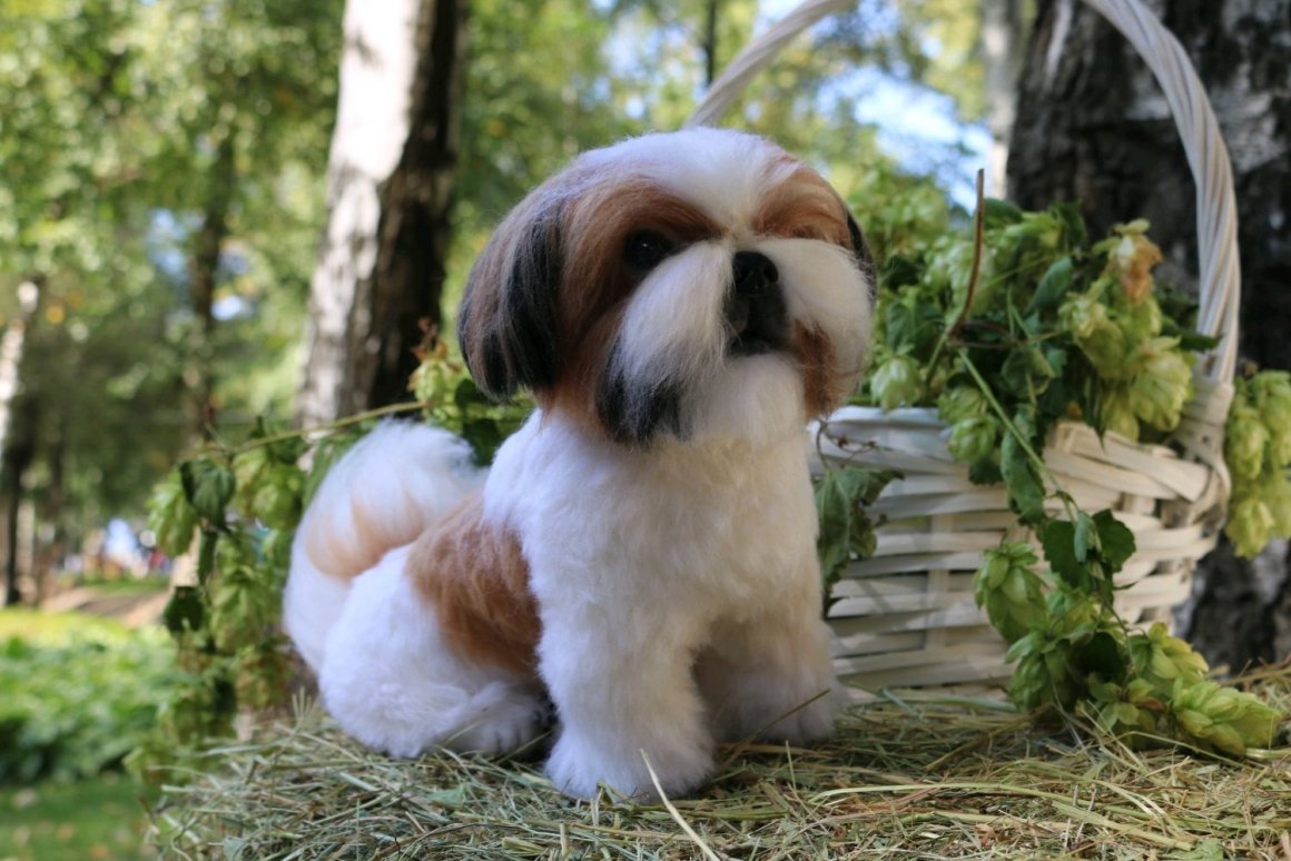 Ши-тцу - порода собаки: описание породы, как выбрать щенка