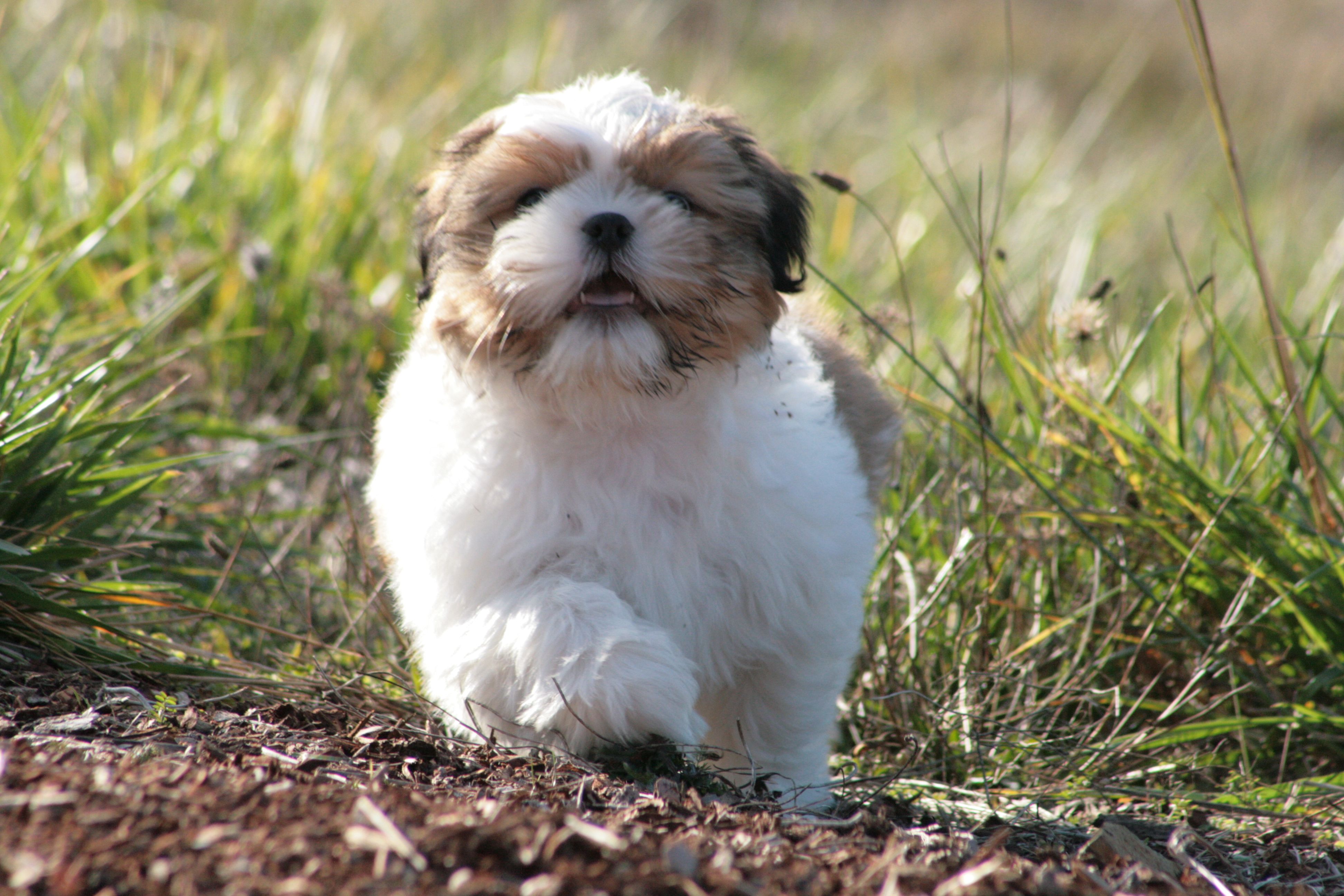 Ши-тцу - порода собаки: описание породы, как выбрать щенка