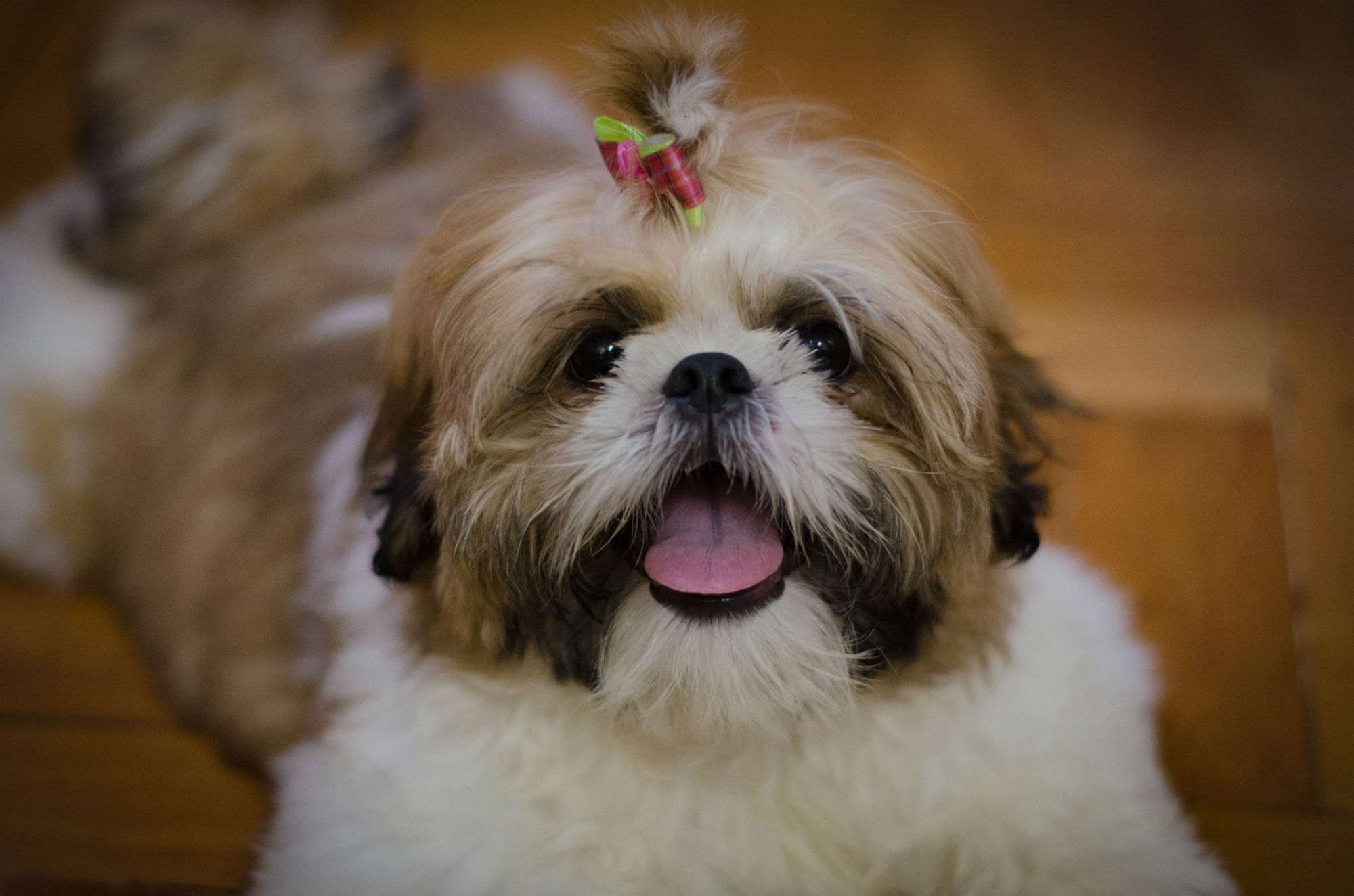 Ши-тцу - порода собаки: описание породы, как выбрать щенка