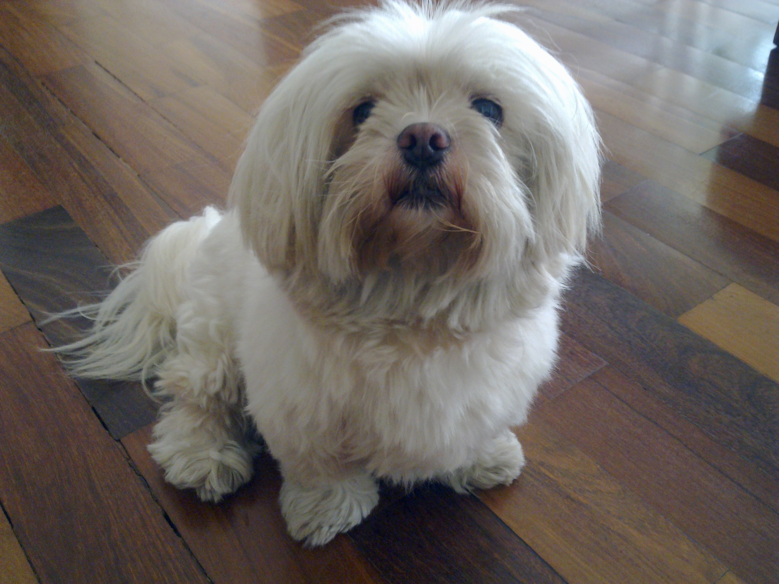 Ши-тцу - порода собаки: описание породы, как выбрать щенка