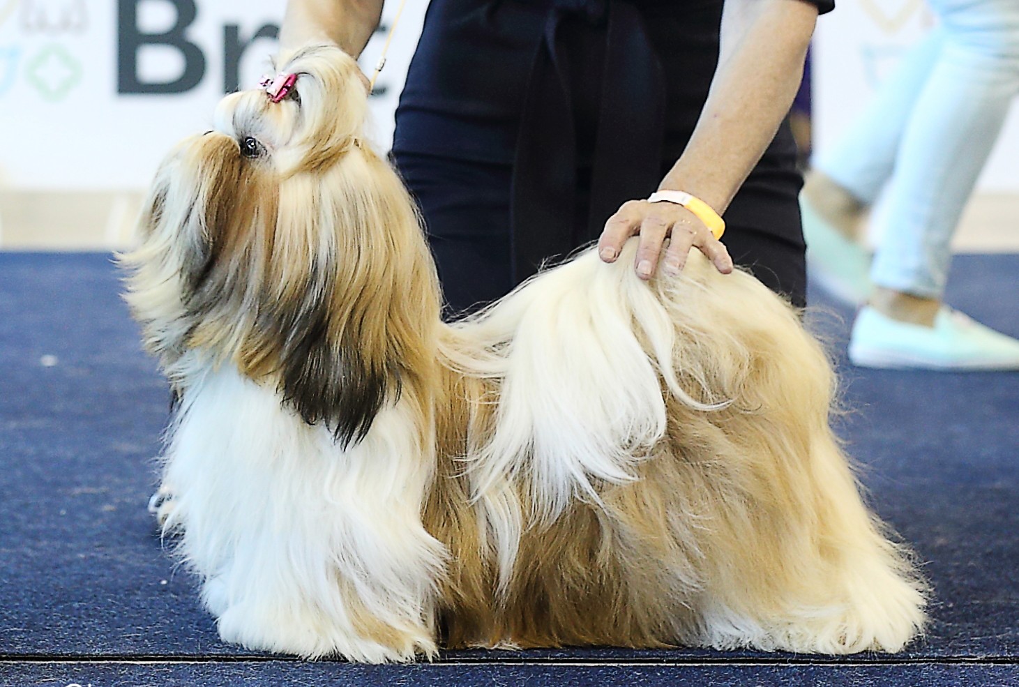 Ши-тцу - порода собаки: описание породы, как выбрать щенка