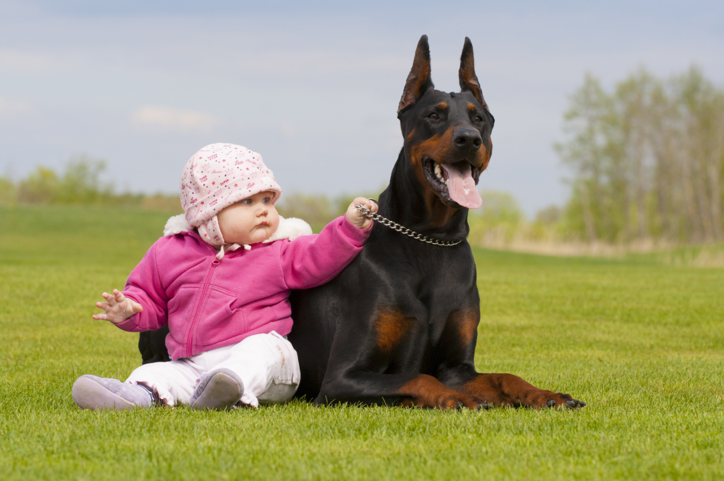 Доберман плюсы и минусы: характеристики, отзывы владельцев