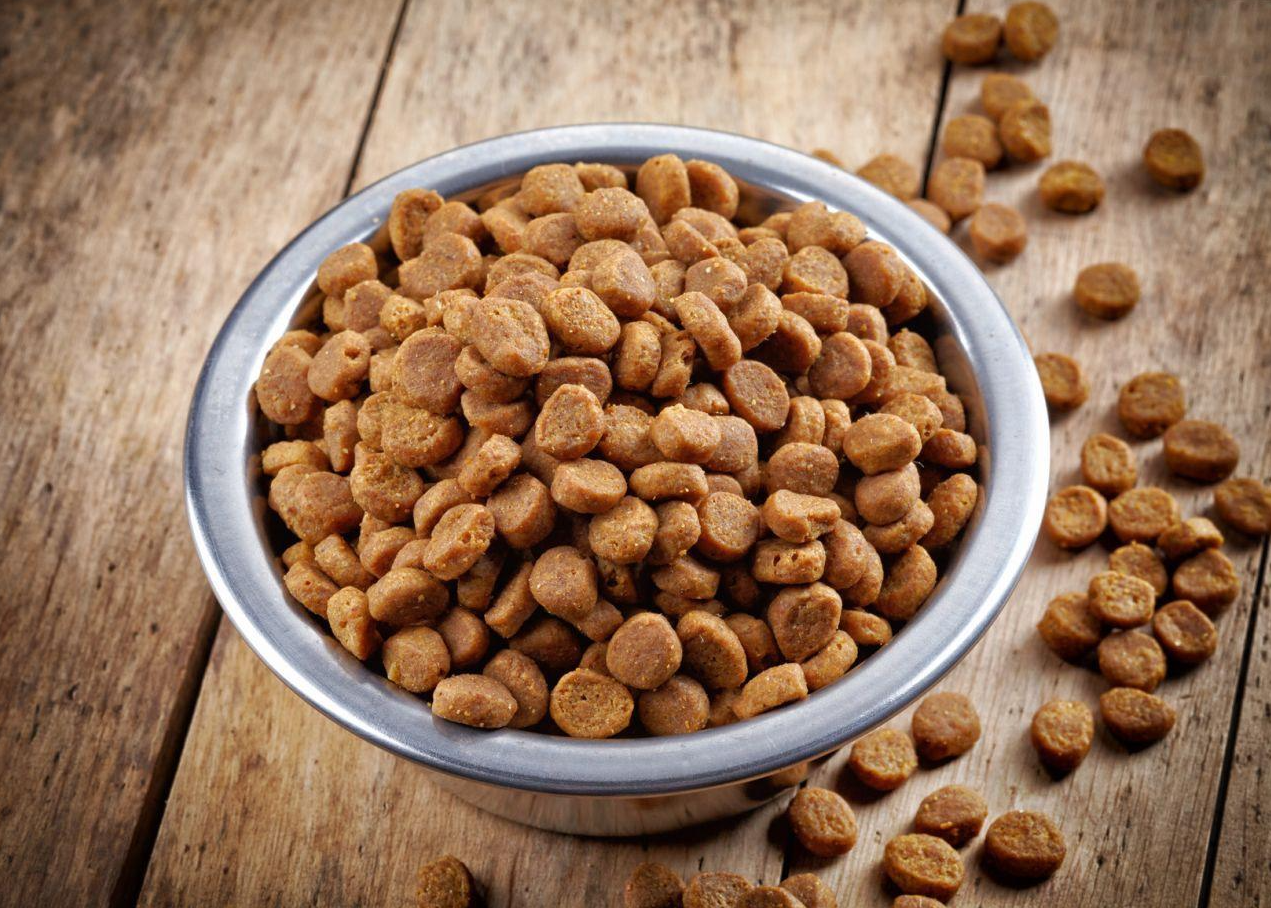 Доберман плюсы и минусы: характеристики, отзывы владельцев