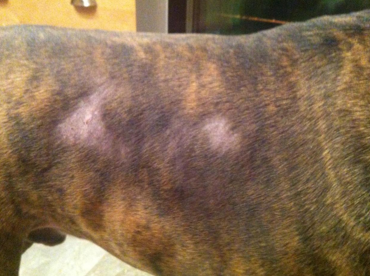 Доберман плюсы и минусы: характеристики, отзывы владельцев