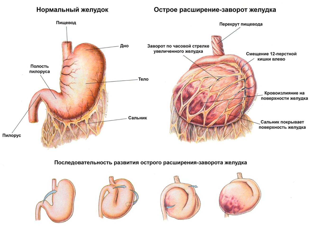 Доберман плюсы и минусы: характеристики, отзывы владельцев