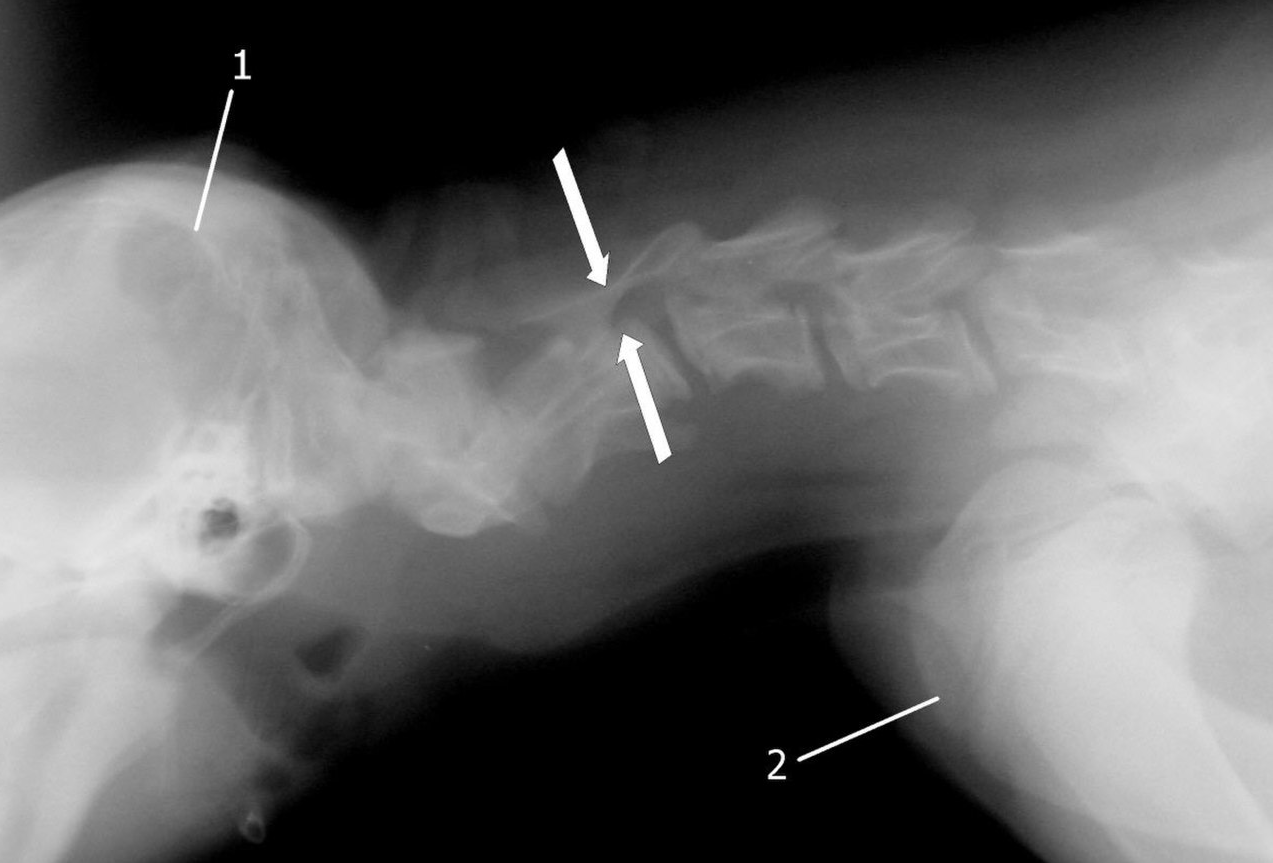 Доберман плюсы и минусы: характеристики, отзывы владельцев