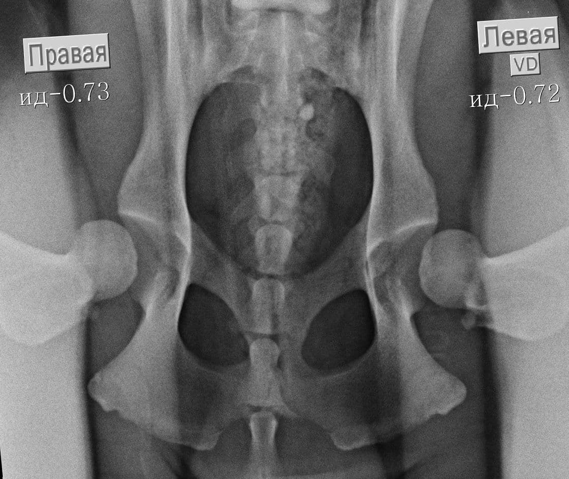 Доберман плюсы и минусы: характеристики, отзывы владельцев