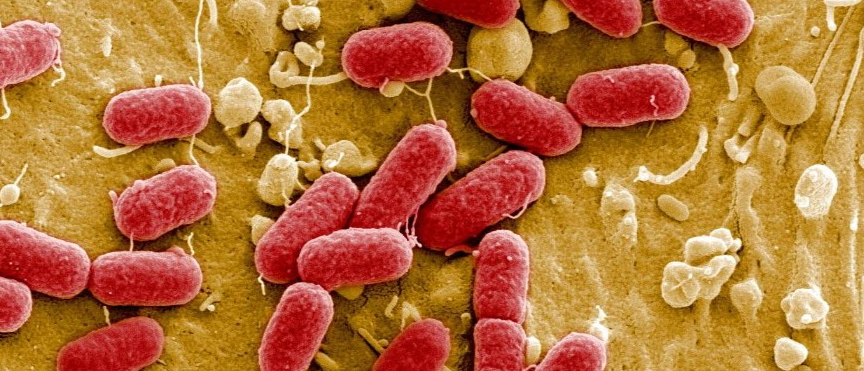 Доберман плюсы и минусы: характеристики, отзывы владельцев