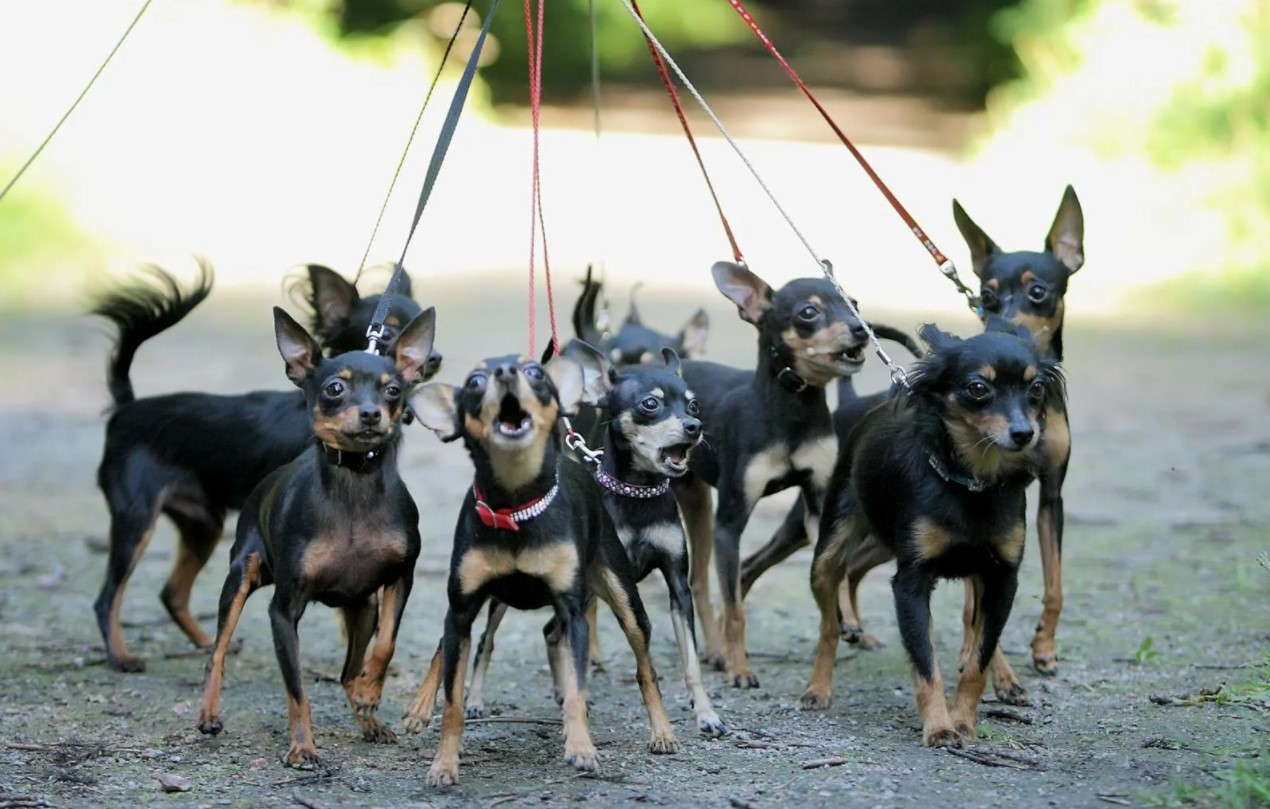 Русский той терьер: все о породе, уход и содержание собаки