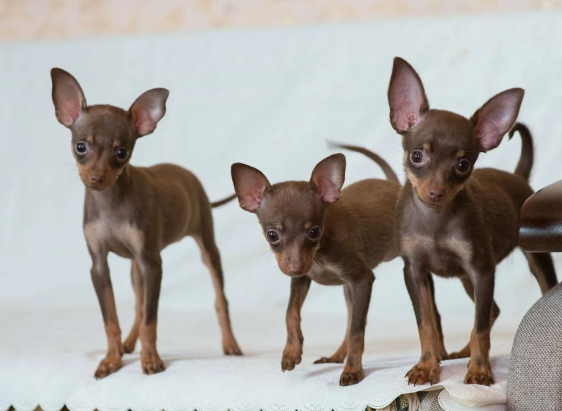 Русский той терьер: все о породе, уход и содержание собаки