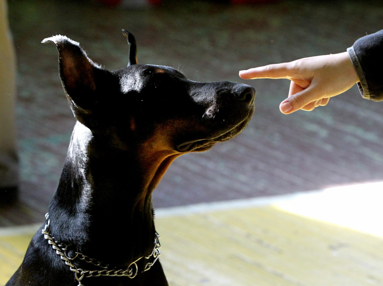 Доберман плюсы и минусы: характеристики, отзывы владельцев