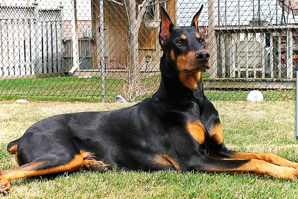 Доберман плюсы и минусы: характеристики, отзывы владельцев
