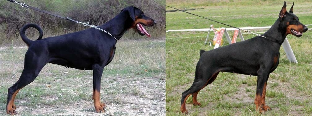 Доберман плюсы и минусы: характеристики, отзывы владельцев