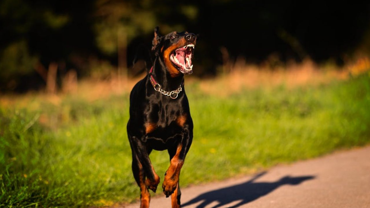 Доберман плюсы и минусы: характеристики, отзывы владельцев