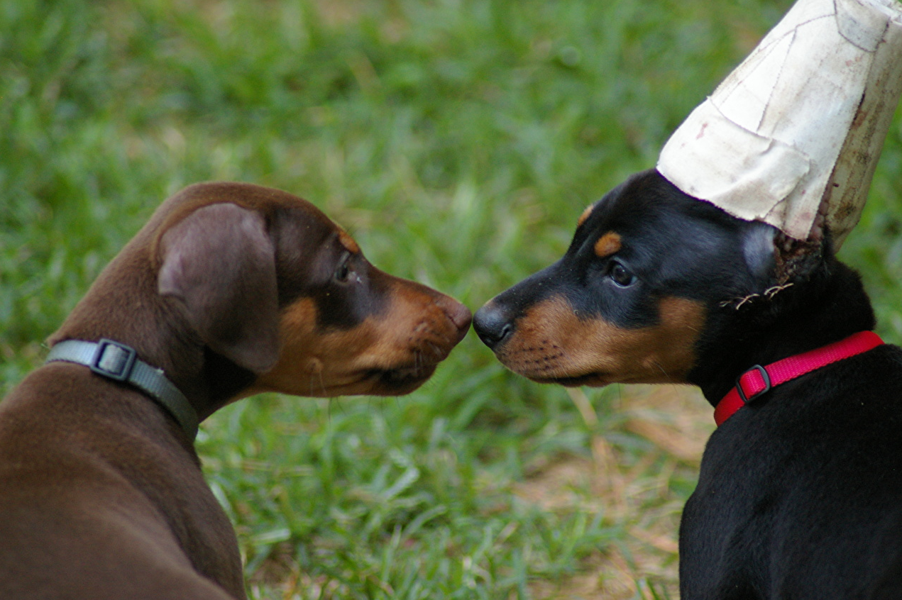 Доберман плюсы и минусы: характеристики, отзывы владельцев