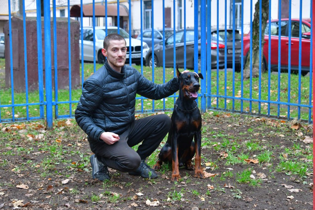 Доберман плюсы и минусы: характеристики, отзывы владельцев