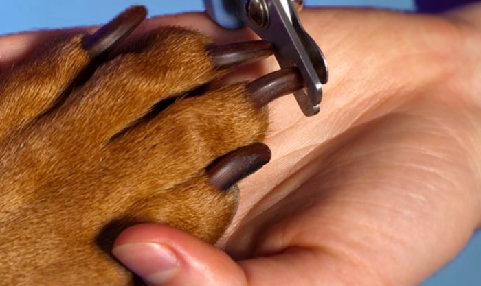 Доберман плюсы и минусы: характеристики, отзывы владельцев