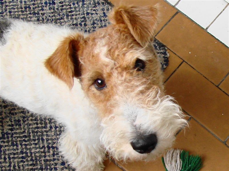 Собака фокстерьер: особенности породы, характера, воспитания