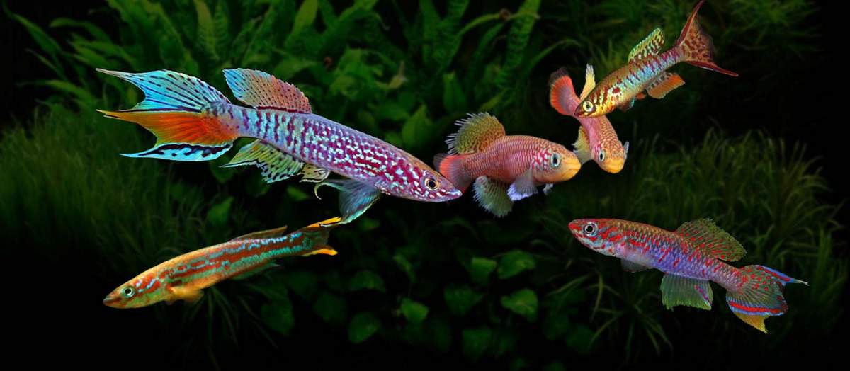 Рейтинг самых красивых рыбок с названиями и фото