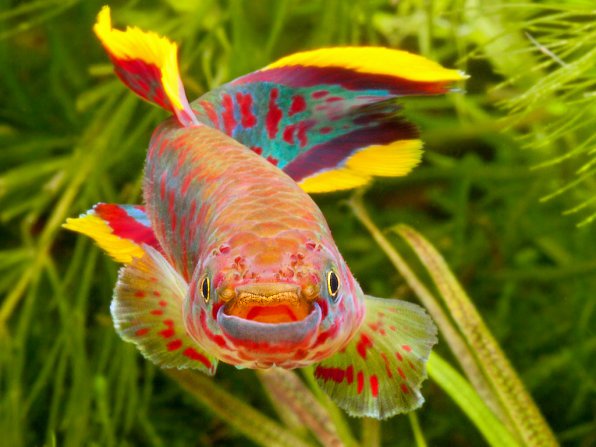 Рейтинг самых красивых рыбок с названиями и фото