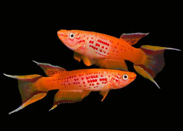 Рейтинг самых красивых рыбок с названиями и фото