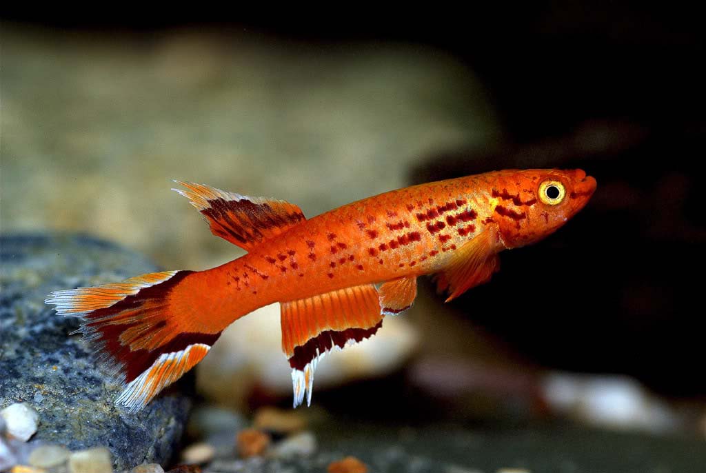 Рейтинг самых красивых рыбок с названиями и фото